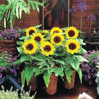 50X Dwarf Sunflower Seeds Garden Plants Flower Dry Home Yard Dec