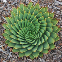 5Pcs Aloe Polyphylla Seeds Amazing Courtyard Plant