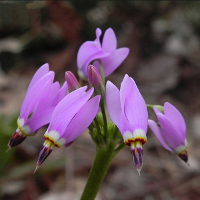 5Pcs Amethyst Shooting Star Seeds Outdoor Flower Seeds