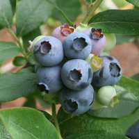 5Pcs Blueberry Fruit Bonsai Seeds Diy Garden Home Dec