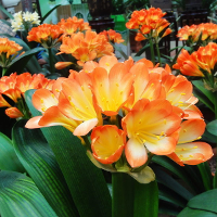 5Pcs Bush Lily Clivia Seeds Living Room Plant