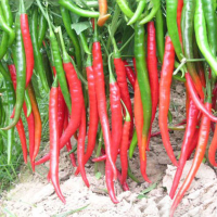 5Pcs Giant Red Capsicum Seeds Garden Vegetable Plant