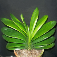 5Pcs Hybrid Clivia Shaped Like Sparrow Mouth Plants
