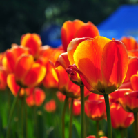 5Pcs Orange Tulip Gesneriana Bulbs Tulipa Gesneriana Flower Seeds