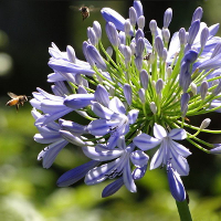 5Pcs Purple Clivia Seed Agapanthus Africanus Seeds
