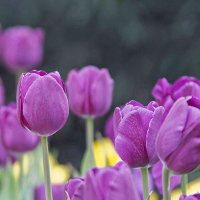 5Pcs Purple Tulip Gesneriana Bulbs Garden Flower