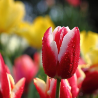 5Pcs Red And White Tulip Bulbs Tulipa Gesneriana Flower Seeds
