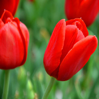 5Pcs Red Tulip Bulbs Triumph Bastogne Tulipa Gesneriana Flower Seeds