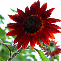 5Pcs Sunflower Velvet Queen Flower Seed