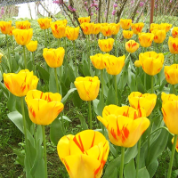 5Pcs Yellow Red Tulip Bulbs Washington Tulipa Flower Gesneriana Seeds
