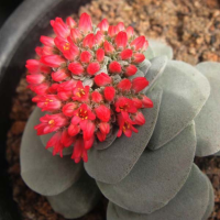60Pcs Crassula Morgan Beauty Seeds Garden Succulent Plants Potting