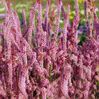 60Pcs Pink Limonium Statice Seed Romantic Flower Seeds