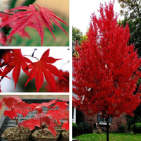American Red Maple Tree Seeds 5pcs