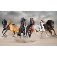 Dieren poster galopperende paarden in het zand   84 x 52 cm   Kinderkamer deco posters