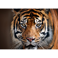 Dieren poster Sibirische tijger A1   84 x 59 cm   jungle kinderkamer