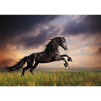 Dieren poster zwart paard galopperend A1   84 x 59 cm   Kinderkamer decoratie