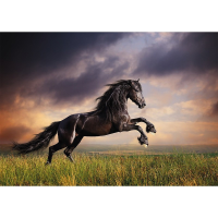 Dieren poster zwart paard galopperend   A1 formaat   84 x 59 cm   paardenposter   Friese paarden