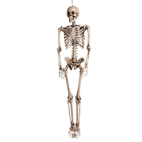Hangende horror decoratie skelet   160 cm   levensgroot   Halloween thema versiering poppen