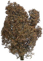 Busch 3590 Struik 150 mm Herfst