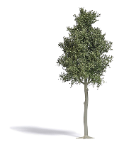 Busch 3798 Boom Beuk 1 stuk(s)