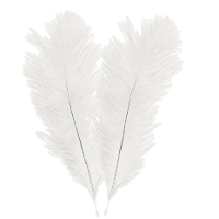 Struisvogelveren/sierveren   2x   creme   30 35 cm   decoratie/hobbymateriaal