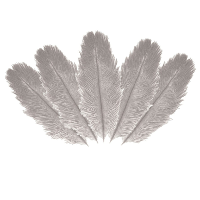 Struisvogelveren/sierveren   5x   lichtgrijs   20 25 cm   decoratie/hobbymateriaal
