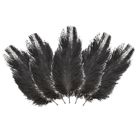Struisvogelveren/sierveren   5x   zwart   20 25 cm   decoratie/hobbymateriaal