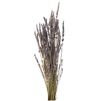 DROOGBLOEM   Leen Bakker