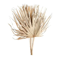 Droogbloem Sun fan spear   bruin   70 cm   Leen Bakker
