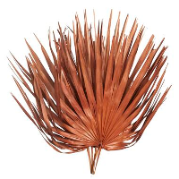 Droogbloem Sun fan spear   terra   70 cm   Leen Bakker