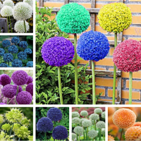 Egrow 100 Pcs Garden Outdoor Giant Allium Giganteum Beautiful Flower Seeds Bonsai Plant Seeds