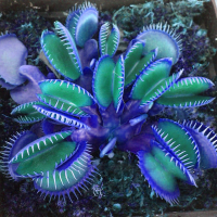 Egrow 100 PCS Garden Potted Blue Insectivorous Plant Seeds Rare Dionaea Muscipula Flytrap Bonsai
