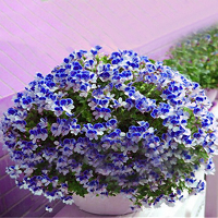 Egrow 100 Pcs Geranium Seed Garden Potted Flower Seeds Perennial Courtyard Balcony Outdoor Plant