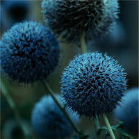 Egrow 100 Pcs Giant Onion Allium Giganteum Plant Seeds Home Garden Plants Colorful Flower Seed
