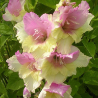 Egrow 100 PCS Gladiolus Flower Seeds Rare Sword Lily Flowers Courtyard Garden Potted Plant