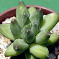 Egrow 100 Pcs/Pack Pachyphytum Seeds Garden Compactum Succulent Potted Stone Plant Seed
