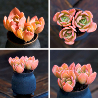 Egrow 100 Pcs/Pack Red Succulent Seeds Home Garden DIY Potted Flower Seed Ornamental Plants