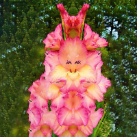 Egrow 100 PCS Perennial Gladiolus Flower Seeds Garden Aerobic Potted Plants Sword Lily Flowers