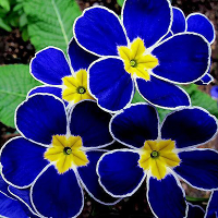 Egrow 100pcs Blue Evening Primrose Seeds Rare Garden Fragrant Flower Bonsai Seeds