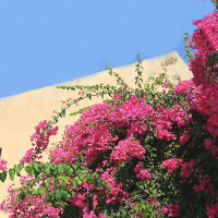 Egrow 100pcs Garden Bougainvillea Glabra Choisy Seeds Climbing Garden Flower Seeds