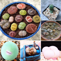 Egrow 100pcs Graines Lithops Pseudotruncatella Plant Seed Rare Potted Stone Succulentes Mixture Seeds