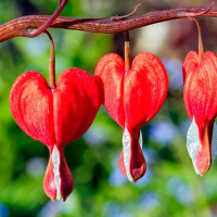 Egrow 100Pcs/Pack Dicentra Spectabilis Seeds Rare Orchid Bleeding Heart Garden Plants Seeds