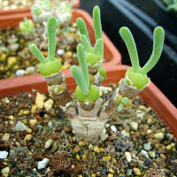 Egrow 100Pcs/Pack Mini Blue Succlent Seeds Monilaria Obconica Rabbit Living Lithops Flowers Seeds