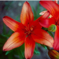 Egrow 100Pcs/Pack Perfume Lily Seeds Red Yellow Home Garden Potted Flowers Seeds
