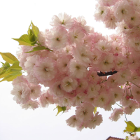 Egrow 10Pcs Japanese Sakura Seeds Pink Plants Cherry Blossoms Flower Bonsai Potted Sakura Tree