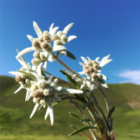 Egrow 10Pcs/Pack White Edelweiss Flower Seeds Bonsai Plants For Home Garden Yard Outdoor Flowers