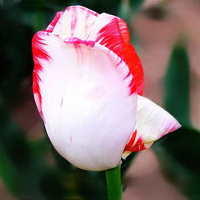 Egrow 10Pcs Perfume Tulip Seed Perennial High grade Flower Bonsai Seeds Home Garden Planting