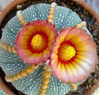 Egrow 10Pcss/Pack Gypsophila Cactus Seeds Home Garden Decor Succulent Lithops Bonsai Seeds