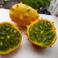 Egrow 20 Pcs/Pack Kiwano Melon Seeds African Cucumber Seed Garden Greenhouse Vegetable Fruit Plants
