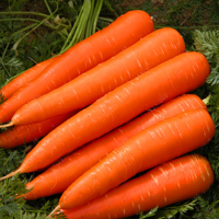 Egrow 200Pcs/Bag Organic Carrot Seeds Garden Potted Nutritive Fresh Vegetable Plants Seed